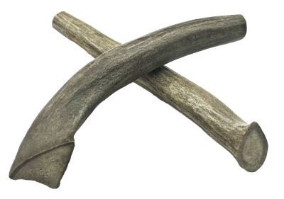 Deer antler shop bones for dogs