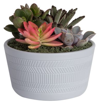 Assorted 6 in. Cacti and Succulent Garden, 1 pc.