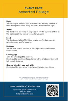 Image showing 32 in. Assorted Foliage Plant, 1 pc.