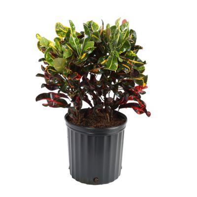 30 in. Assorted Croton Plant in 10 in. Grower Pot