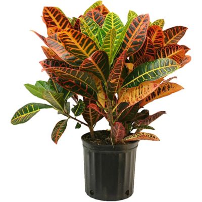 Image showing 30 in. Potted Assorted Croton Plant in 10 in. Grower Pot