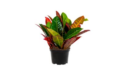 6 in. Assorted Croton Plant, 1 pc.