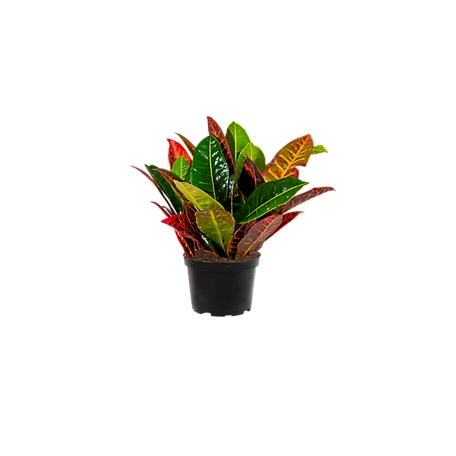 6 in. Assorted Croton Plant, 1 pc.
