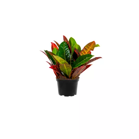 Assorted Croton Houseplant in 6" Pot 1 pc. Succulents & House Plants