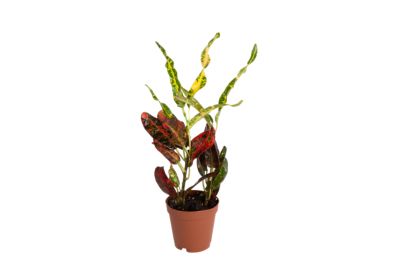 Image showing 6 in. Potted Assorted Croton House Plant, 1 pc.