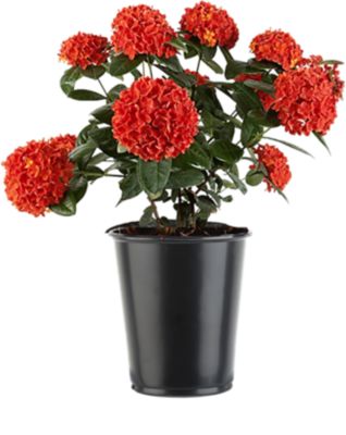 36 in. Assorted Ixora Plant in 6. Grower Pot