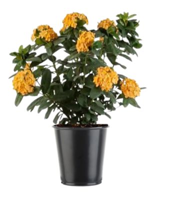 Image showing 36 in. Assorted Ixora Plant in 6. Grower Pot