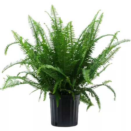 Kimberly Queen Fern Potted Houseplant 36" in 10" Grow Pot 1 Count. Succulents & House Plants