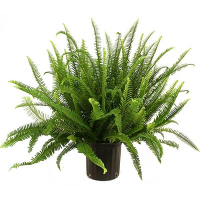 Image showing 36 in. Potted Kimberly Queen Fern House Plant in 10 in. Grower Pot, 1 pc.