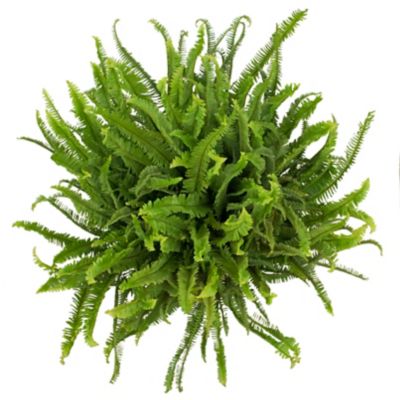 Image showing 36 in. Potted Kimberly Queen Fern House Plant in 10 in. Grower Pot, 1 pc.