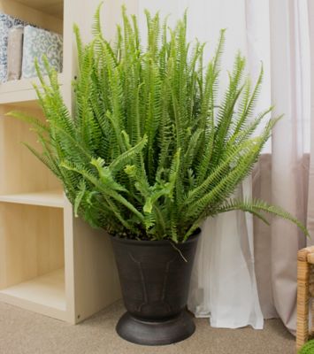 Image showing 36 in. Potted Kimberly Queen Fern House Plant in 10 in. Grower Pot, 1 pc.