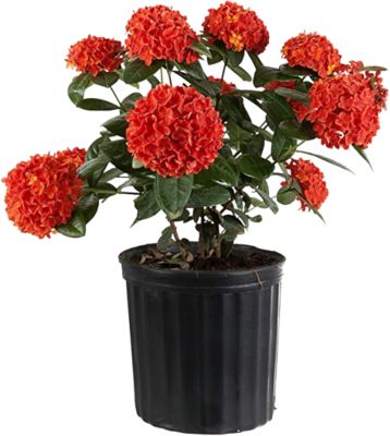 36 in. Assorted Jungle Flame Ixora Plant in 10 in. Grower Pot, 1 pc.