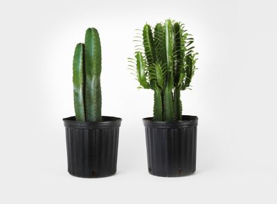 10 in. Desert Escape Assorted Cacti and Succulents, 1 pc.