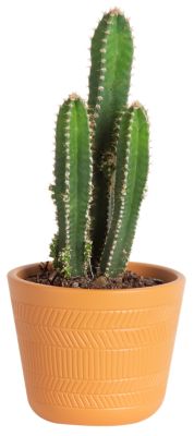 6 in. Assorted Cacti Plant, 1 pc.