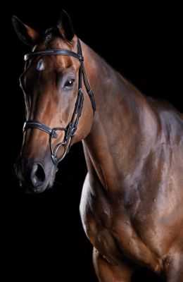 Image showing  ComFiTec Fancy-Stitched Bridle