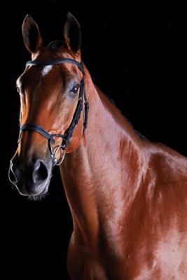 Image showing  ComFiTec Training Bridle