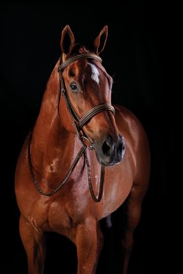 Collegiate Comfort Crown Fancy-Stitched Raised Cavesson Bridle