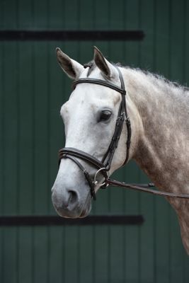 Collegiate Essential Padded Raised Fancy-Stitched Flash English Bridle