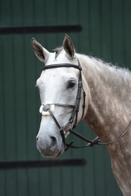 Image showing 0 th Collegiate Essential Raised Figure-8 Padded Bridle