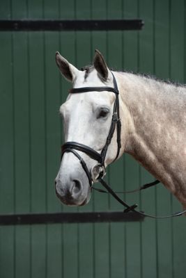 Image showing  Essential Padded Raised Flash Bridle
