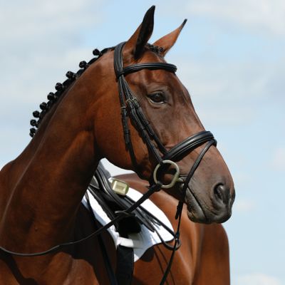 Collegiate Syntovia+ Padded and Raised Flash Bridle