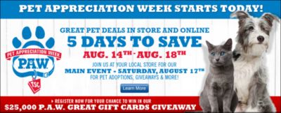 Image showing  Syntovia+ Padded and Raised Flash Bridle