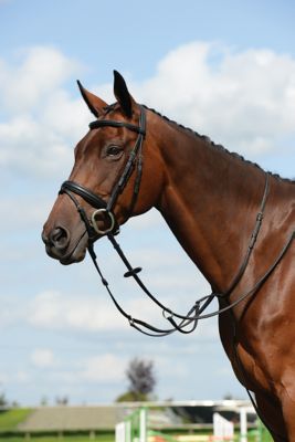 Collegiate Syntovia+ Plain, Flat Running Martingale