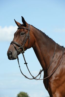 Collegiate Syntovia+ Plain, Flat Running Martingale