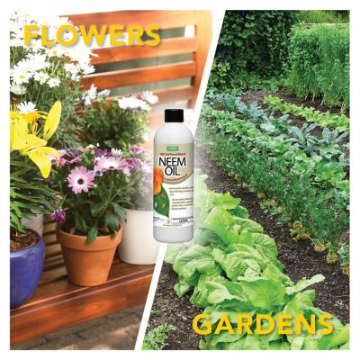 Image showing  12 oz. Organic 100% Cold Pressed Neem Oil For Plants, 2-Pack