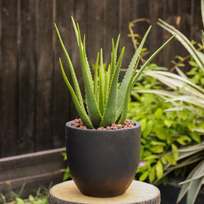 Image showing  132 oz. MGO Essentia Round Planter, 9.2 in., Black