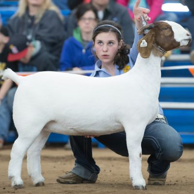 Horse and Livestock Show Supplies | Tractor Supply Co.