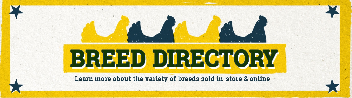 Chicken Breeds Tractor Supply Co