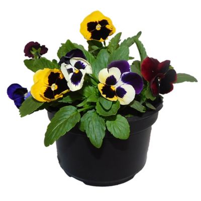 8 in. Pansy Plant
