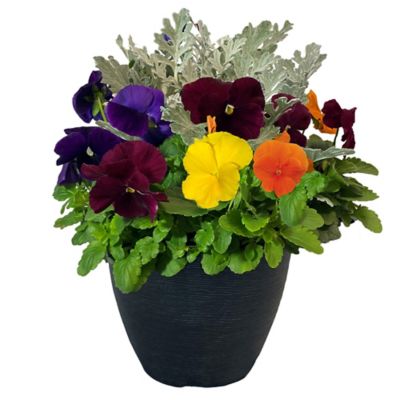 11.5 in. Pansy Plant