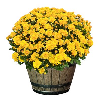 8 in. Mum Whiskey Barrel Plant