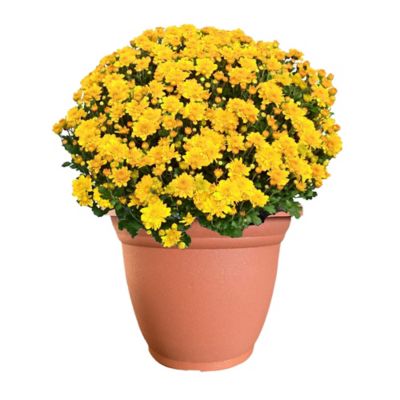 11.5 in. Mum Deco Plant