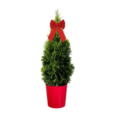 1 gal. 'Emerald Green' Arborvitae Holiday Tree