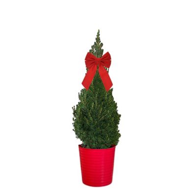 1 gal. Alberta Spruce Holiday Bush