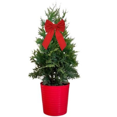 3 gal. 'Green Giant' Arborvitae Holiday Bush