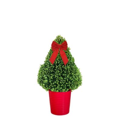 3 gal. Holly Cone Holiday Bush