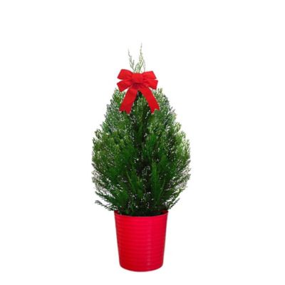 3 gal. Leyland Cypress Holiday Tree