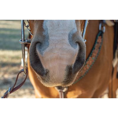 Image showing  7 in. Shank Josey-Mitchell Skinny Arch Sweet Iron Lift Bit, 7 in. Cheek, 5-1/2 in. Mouth, Stage C