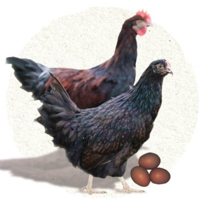 Chicken Breeds Tractor Supply Co.