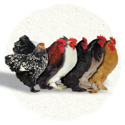 Chicken Breeds Tractor Supply Co.