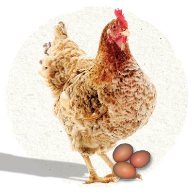 Chicken Breeds Tractor Supply Co.