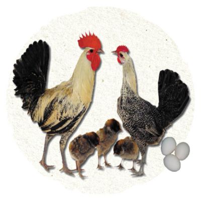 Chicken Breeds Tractor Supply Co.