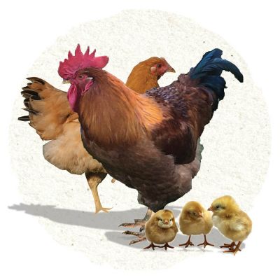 Chicken Breeds | Tractor Supply Co.