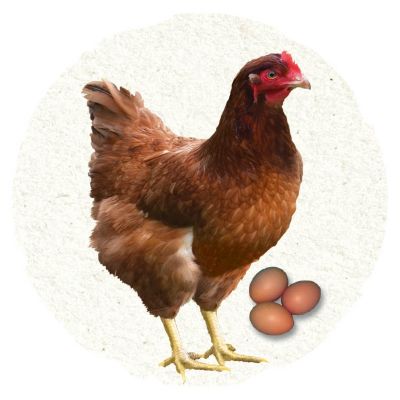 Chicken Breeds Tractor Supply Co.