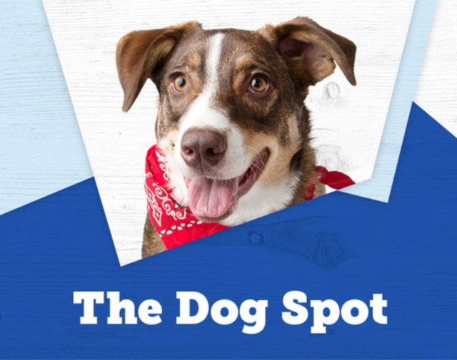 Dog at Tractor Supply Co.