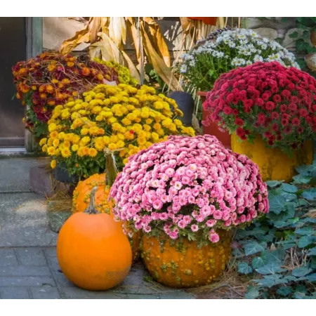 Farm Fresh Selects 8 in Matching Fall Mom Perennials